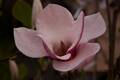 Magnolia soulangeana Lombardy Rose IMG_9511 Magnolia pośrednia